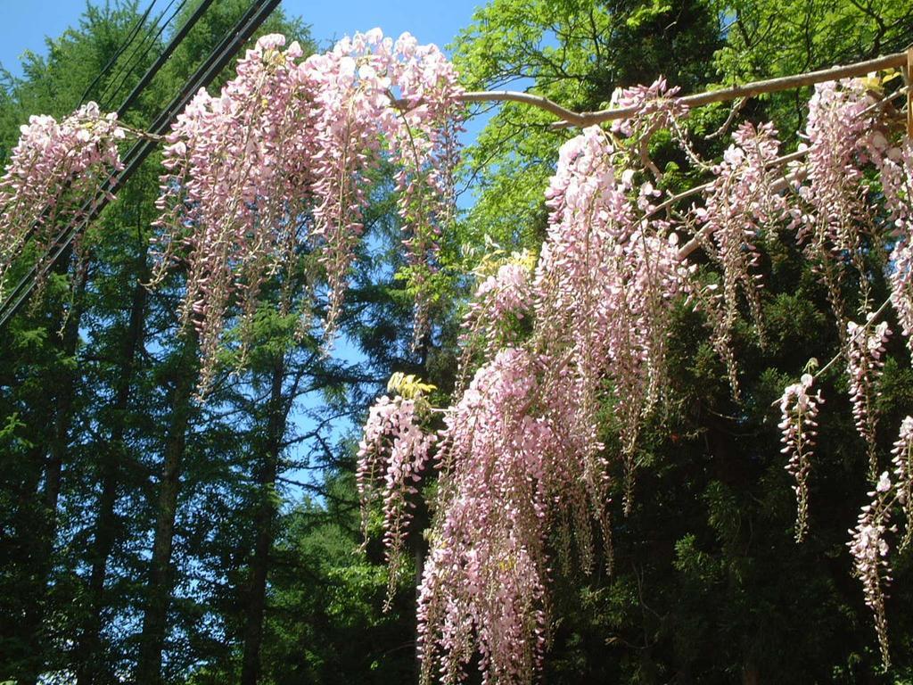 Kyuhonbo Hisayamakan Hotell Nagano Exteriör bild