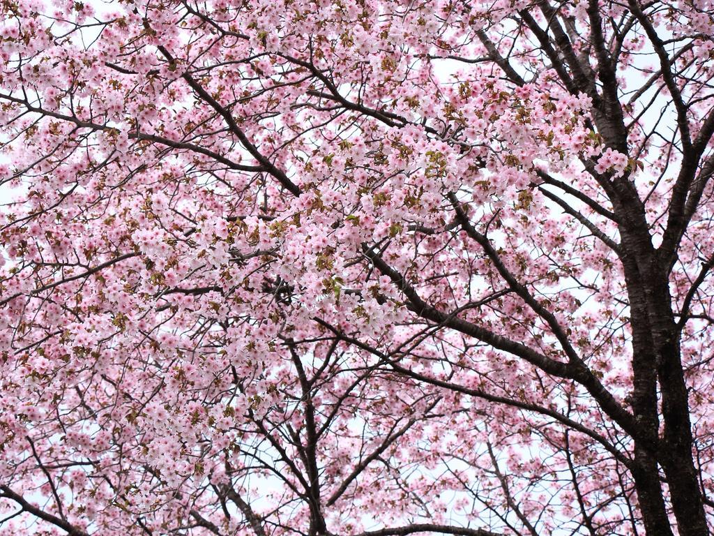 Kyuhonbo Hisayamakan Hotell Nagano Exteriör bild